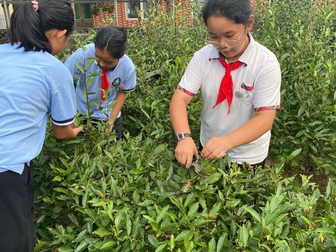 双减|“双减”政策下，临安这所小学将茶文化融入到课后服务中