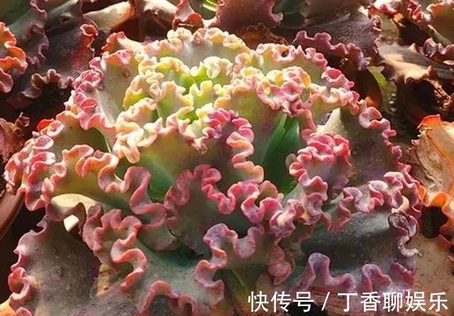 红裙|秋季养多肉,当然包菜三仙,个个雍容华贵,气质轻舞飞扬