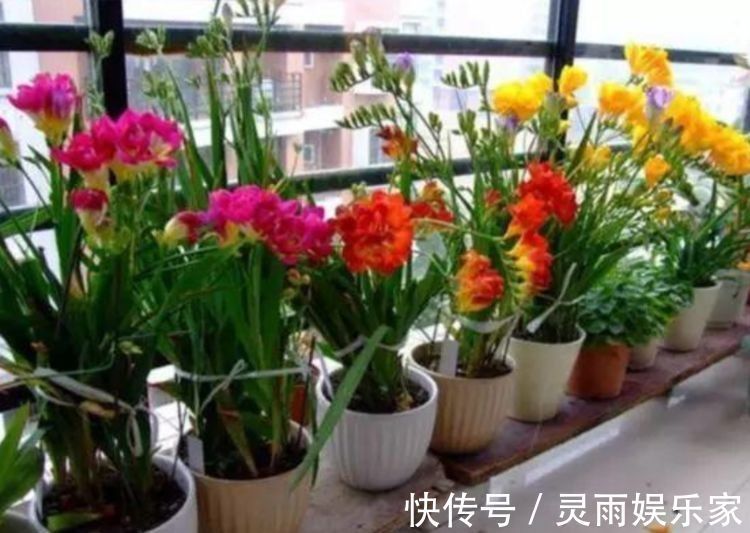 适合新手养的几种花，好活易爆盆，开花美长势旺