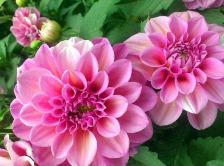 4种花养家里,堪称花界“劳模”,花期长,开花勤,越热花开越多