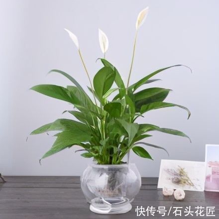 都说冬天要“少浇水”,家里有“4种花”要勤浇水,预防黄叶