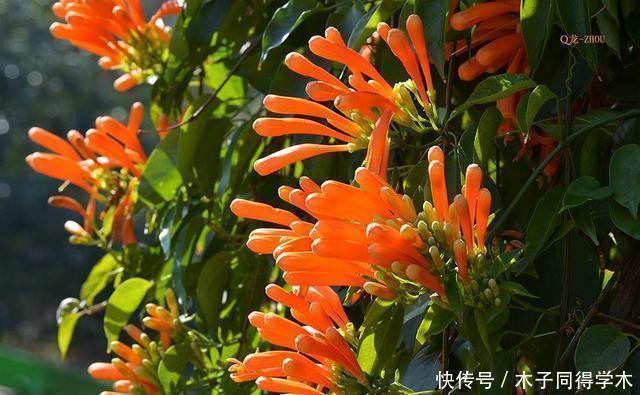 扦插|8种花不用买，去朋友家掐个叶片插土里，7天就生根，太容易成活了