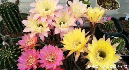 球属|养仙人球,“高手”这样养,做到几点,什么品种也开花