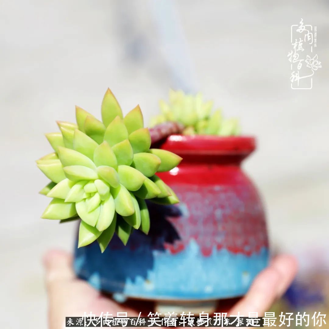 曾经的美肉，谢谢你们都惊艳过时光，谢谢你们都陪过我！