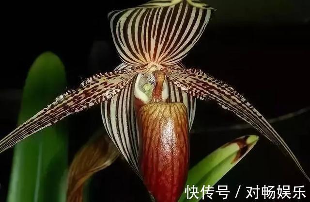 世界上最贵的花，一盆就是一座房子！看过的贵气满满