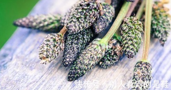 更上一层楼|车前草有什么功效和作用,怎么服用,大夫告诉您答案