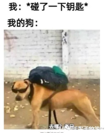 |搞笑图片:人类肯定会统治地球的