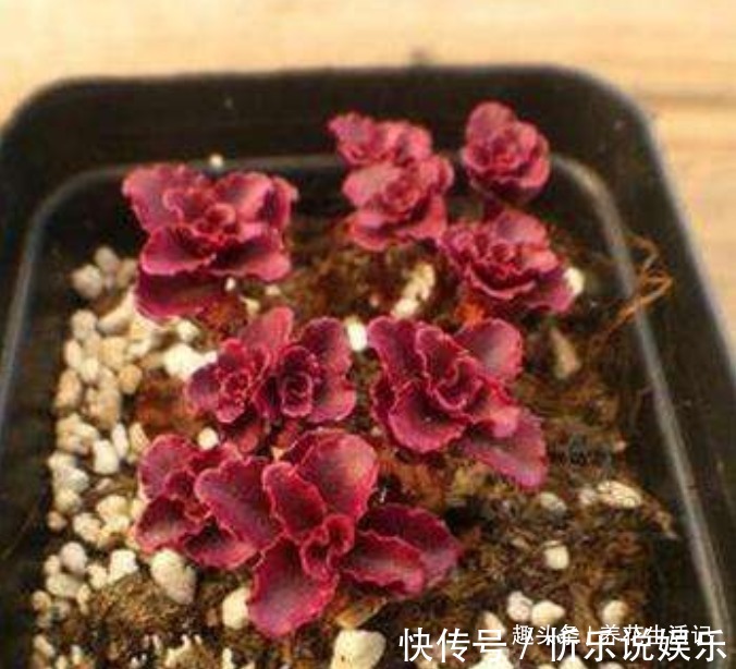 小球|养多肉小球玫瑰,做好关键环节,小玫瑰不断萌发,红红哒很好看!