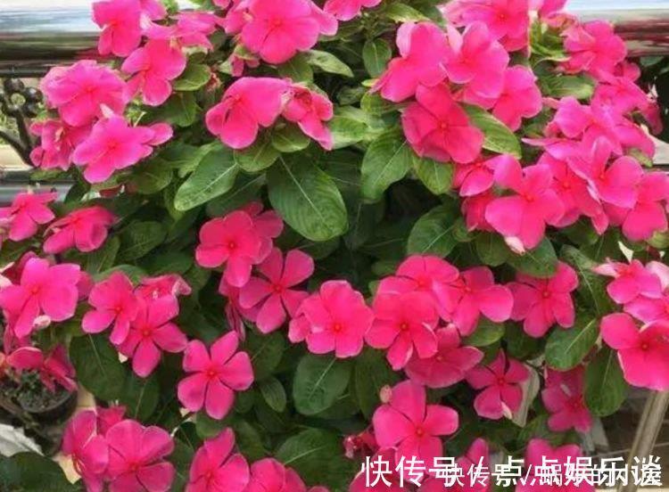 四季海棠四季海棠|4种花美的出奇，不仅花好看，名字也好听，好养漂亮！