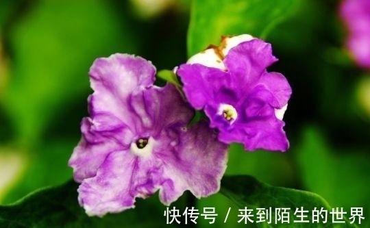 花色|几种漂亮花，是花卉中的“佼佼者”，漂亮贵气又好养，聚福纳财