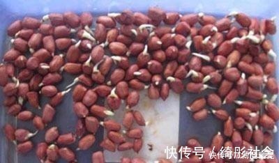 毒素|发芽的大蒜不能吃?专家:3种食物发芽后,吃了对人体更好