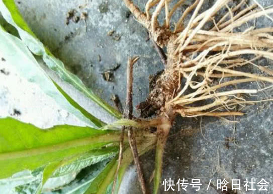 埋地底|此物在农村不仅很常见,而且价值还贼珍贵,很多人都不了解它