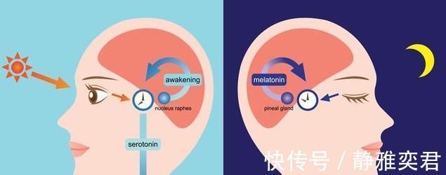 睡眠债|“饭后散步、穿袜睡觉好养生”，错6个错误习惯，你中了几个