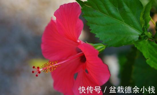 34种常见花草耐冻极限温度,哪些该搬到室内养,一清二楚