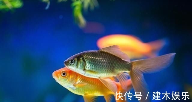 渔获|钓鱼的核心要素,全部领悟并掌握,你离“钓神”不远了