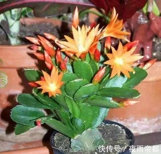 叶子|给盆栽花卉喂点这种肥水,一年四季生机勃勃,还能防病虫害