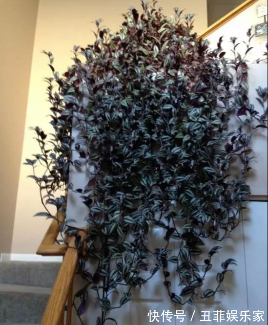 这3种吊兰千万别这么养,不然疯长爆芽,控制不住!