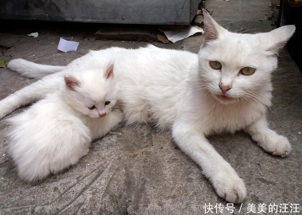母猫吃掉死掉的小猫 母猫吃掉死掉的小猫