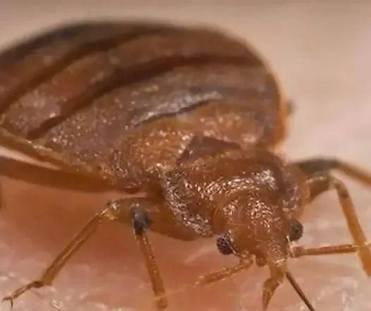 红包|宝宝身上有“红包”,就是被蚊子咬的?这种虫子更要小心