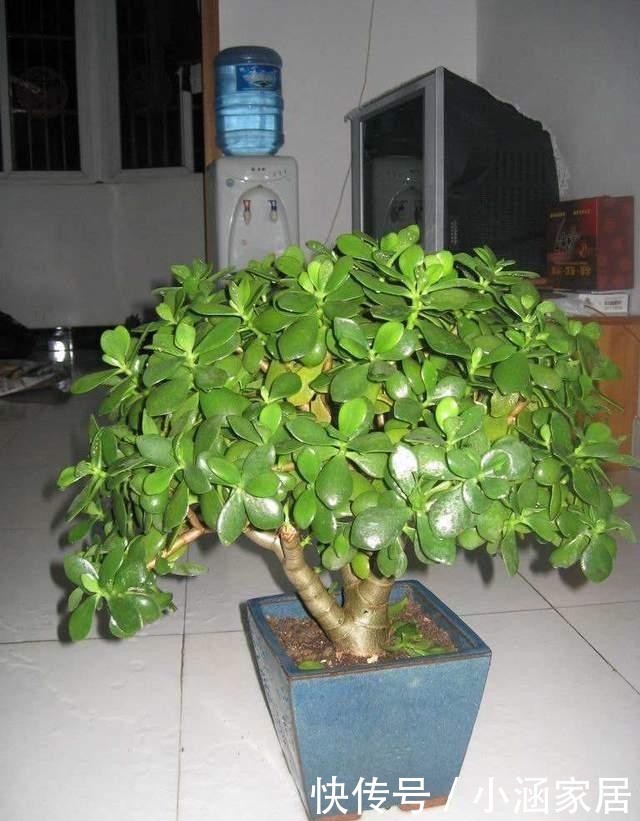 养出|养金枝玉叶必须会修剪,掌握具体修剪方法,养出高价值盆景