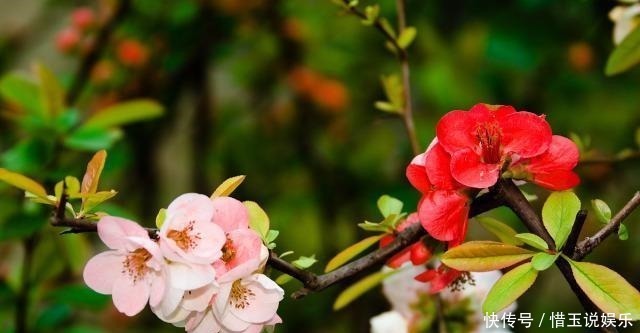 有院子就种4种树,老祖宗留下的“顺口溜”,不是没有道理