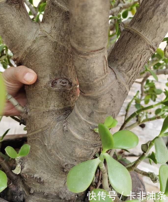 老桩|夏季养玉树,3步要做好,枝子粗叶子绿,越长越好看