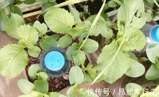 小菜园|养花技巧:一个油桶胜过两花盆,种菜养花好用又省钱!
