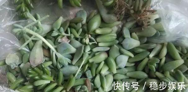 4种情况出现，就得给多肉''砍一刀''，植株方能越长越美