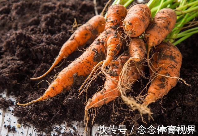 表皮|买胡萝卜,到底选带泥的还是不带泥的?菜贩:这种我从不给家人吃
