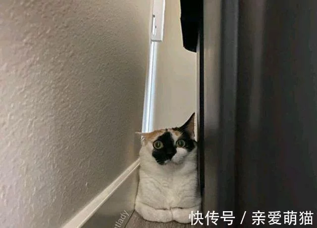 猫妈带俩娃偷盗被抓，身上又没钱，男子：留下2只小猫抵债吧！