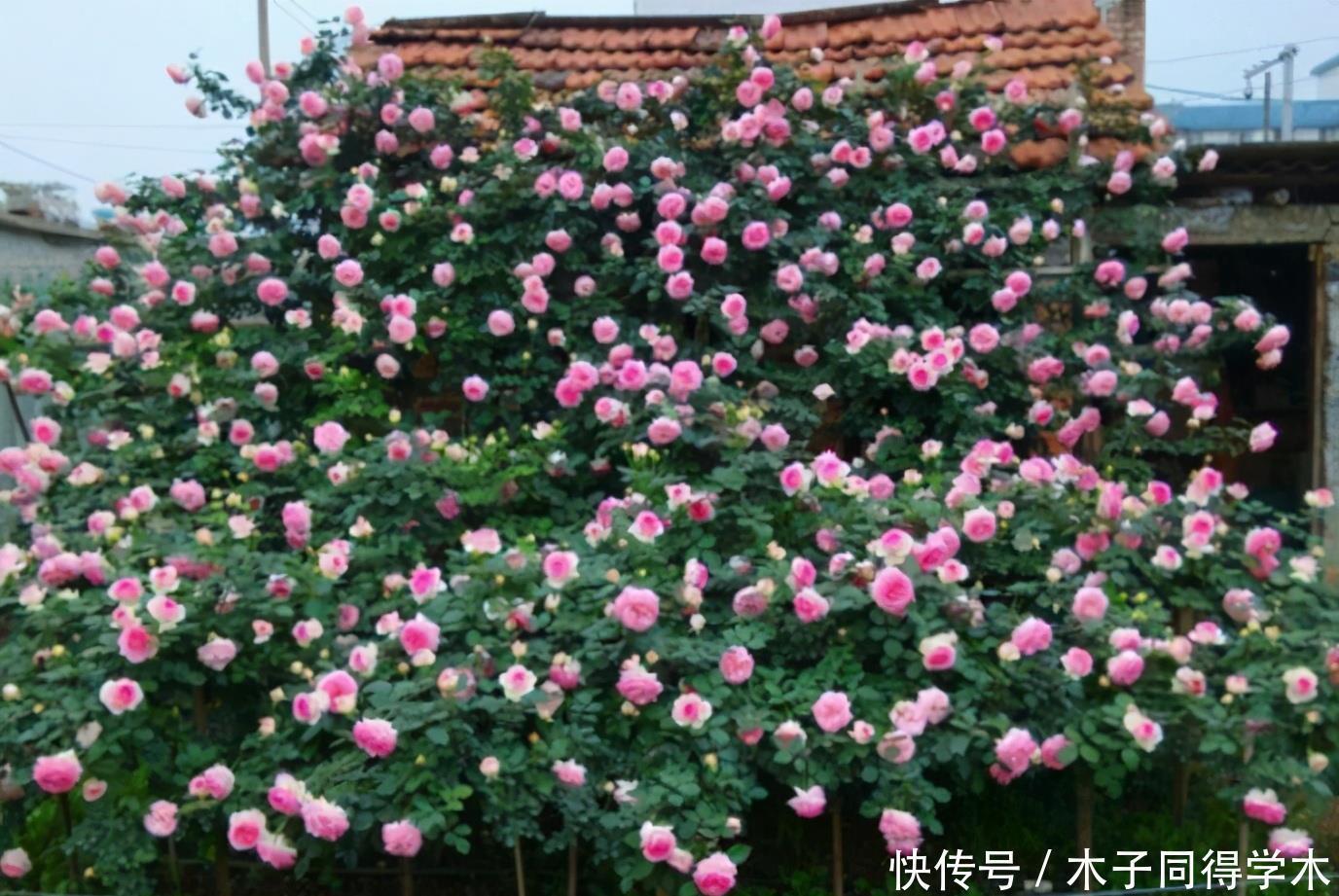 为什么说院子里要有藤本月季?看过上百个小院,我羡慕了