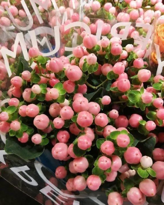 花市买的花,为啥养不活,原因就是这样