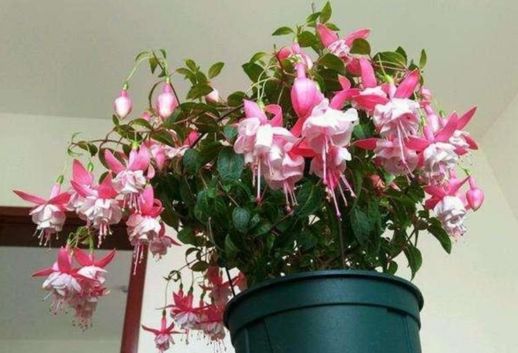 4种漂亮花,花色艳、花量大,一开就美爆,给点水就疯长,太好养