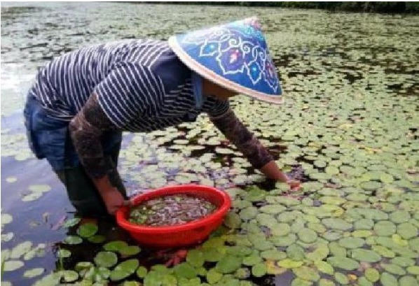 抗癌王|被埋没在农村的5种“抗癌王”,效果比蒲公英还要好100倍