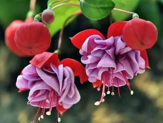 养此款花卉,春风吹开花旺,花开媲美玫瑰,花朵姿态万千