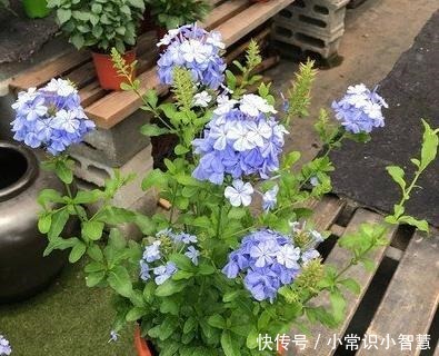 生活中常见的这5种花,看到“开蓝花的”,千万别买,都是骗人的!