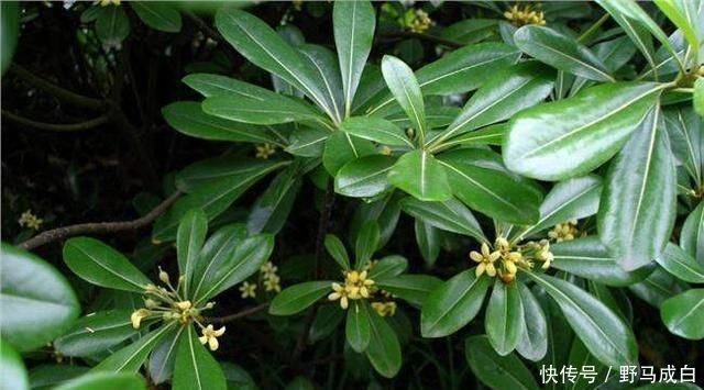 芒种过后,自制3种“浇花肥水”,一个月喂2-3次,根壮叶绿、花艳