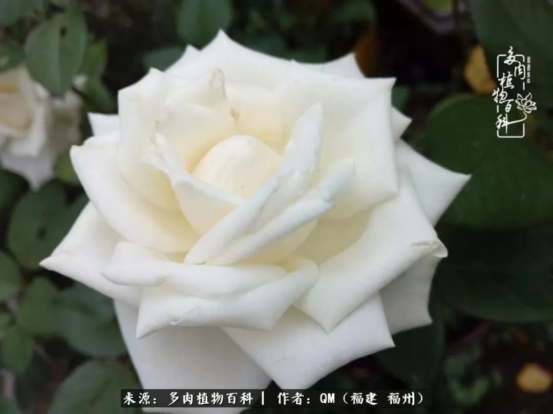 寒山转苍翠,秋水日潺湲——多肉未央,睹物思人!