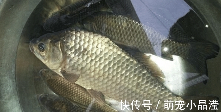 鱼肉|这5种鱼没营养，对人体有害，早被拉入“黑名单”，但很多人爱吃