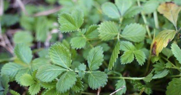 過去用于喂豬,維C是白菜7.5倍,如今成高檔野菜,四季可采