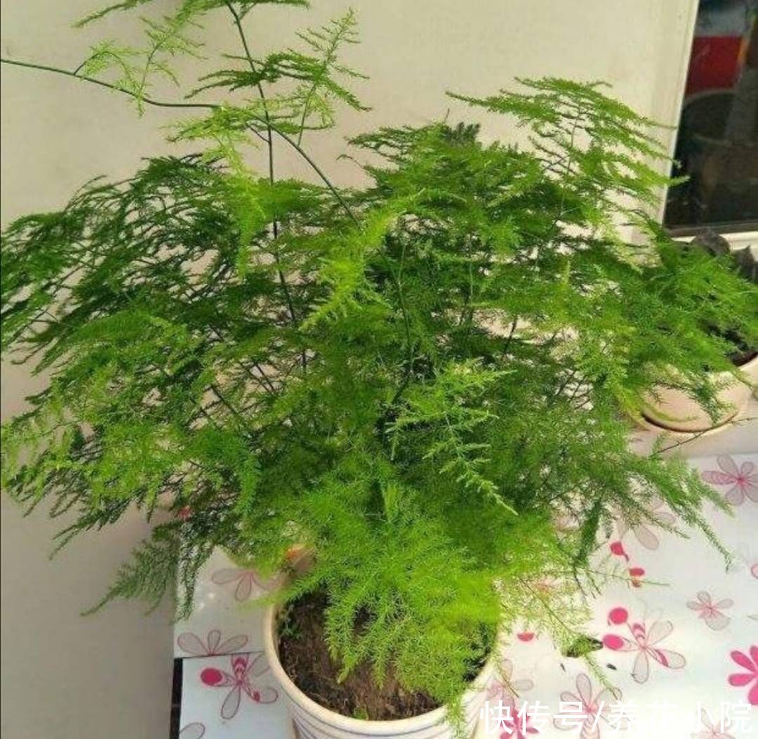 烂根|文竹就怕3件事，做错了容易出现烂根黄叶