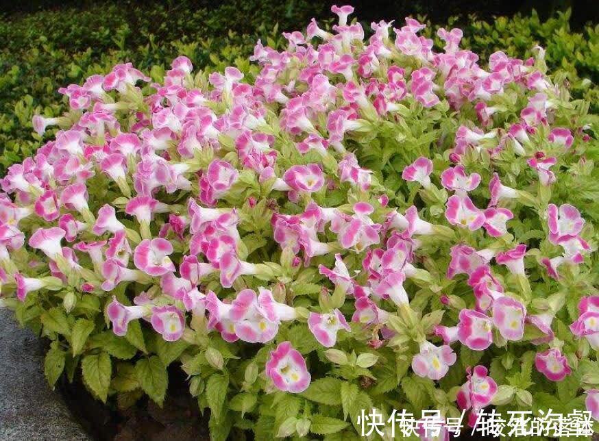 种花|不怕天气热的“6种花”,好管理易养护,个个是盆栽佳品