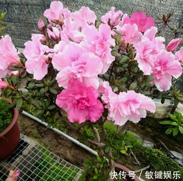 大叔一盆杜鹃养6年,花开爆盆太美丽,大家都问他给花喂了啥