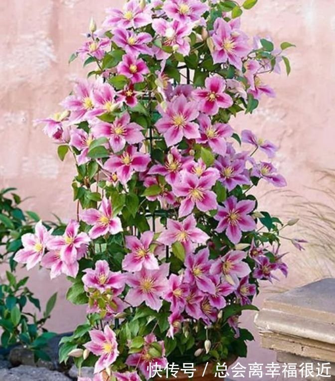 这些花卉美过玫瑰,家里养一盆,开花漂亮花期长,谁养谁喜欢