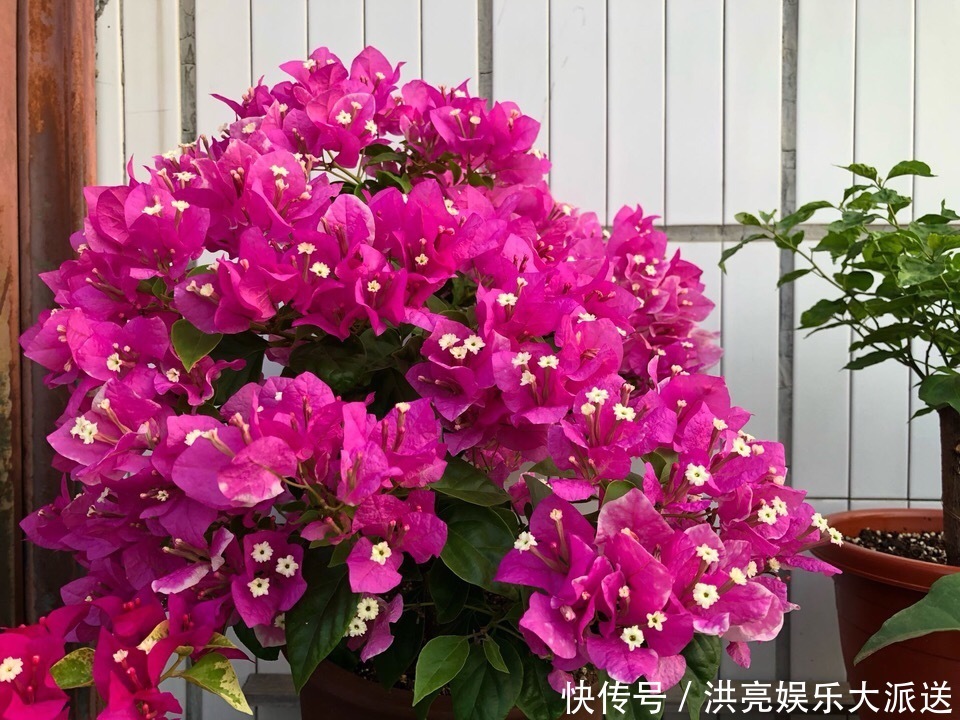 三角梅|养盆三角梅,简单一打理,花朵比叶子还密,一学就会!