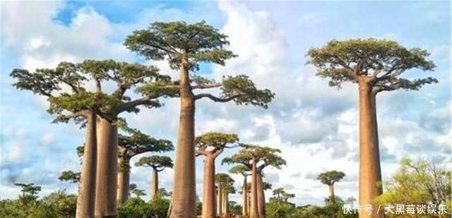 非洲人连饭都吃不上,为啥不去种地?看地上长得是什么就能明白了