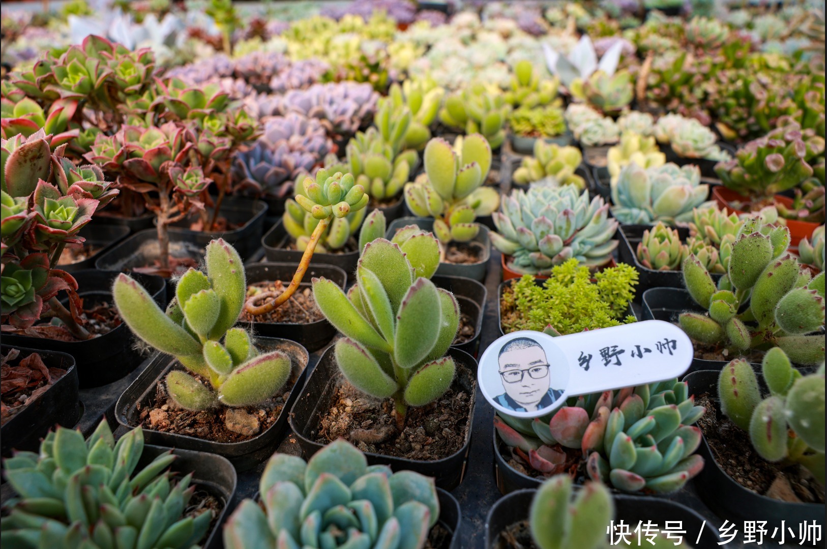 小帅|多肉适合虐养，越虐越好看，浇水篇