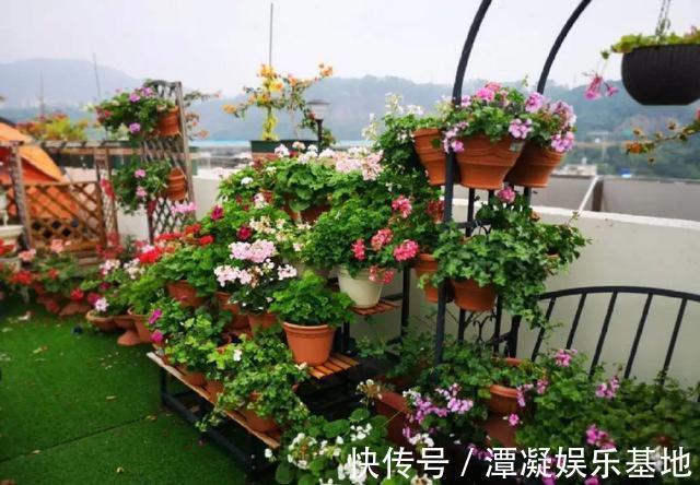 6种花淋雨就会“烂”,下雨最好放屋里,别忽视