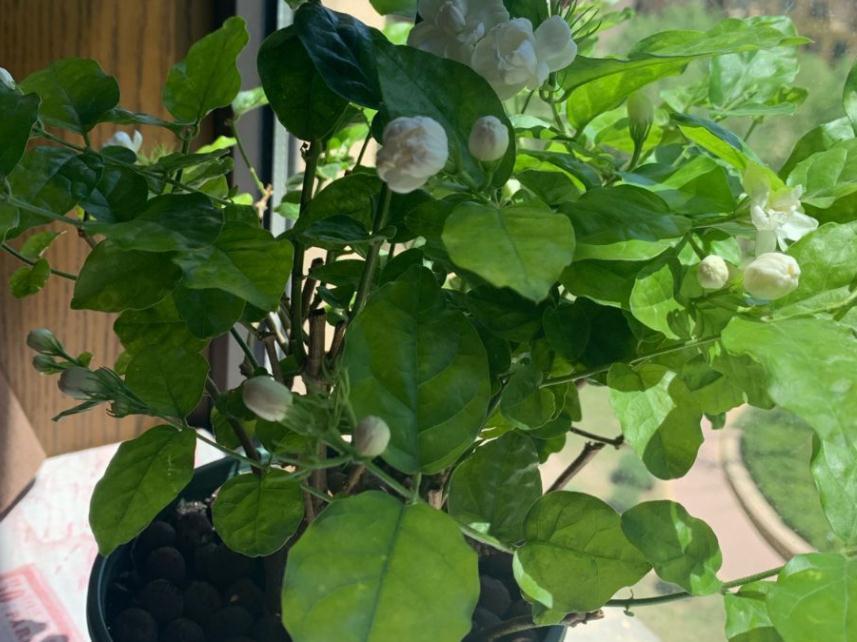 90岁老爷爷为初恋种了满院的茉莉,每次开花,就会引来路人观望