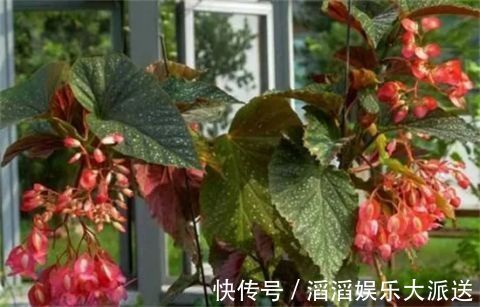 有机肥液|竹节海棠怎么养多开花，八大要点让它一年四季花开爆盆